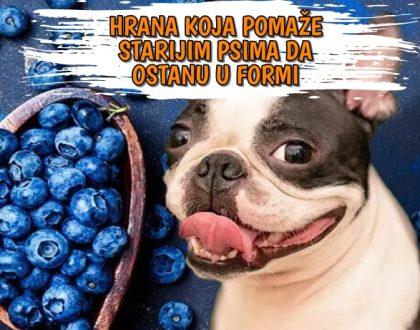 Hrana koja pomaže starijim psima da ostanu u formi