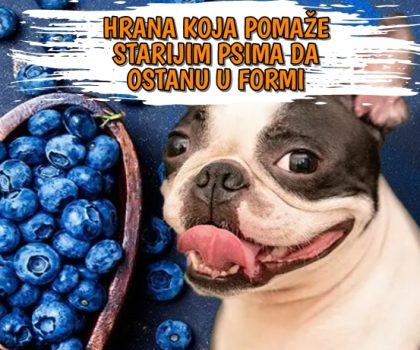 Hrana koja pomaže starijim psima da ostanu u formi