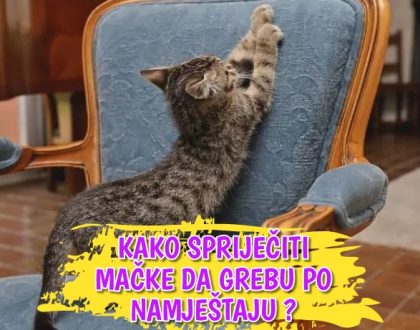 Kako spriječiti mačke da grebu po namještaj