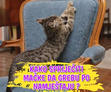 Kako spriječiti mačke da grebu po namještaj