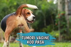 Tumori vagine kod pasa
