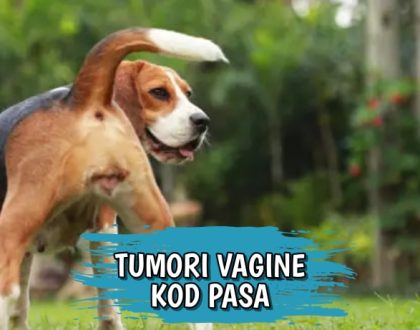 Tumori vagine kod pasa