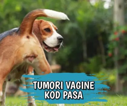 Tumori vagine kod pasa