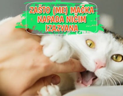 Zašto ma mačka napada ničim izazvana