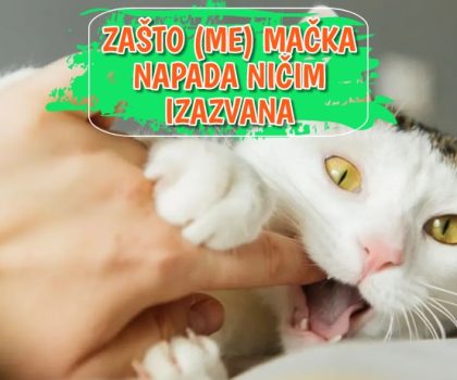 Zašto ma mačka napada ničim izazvana
