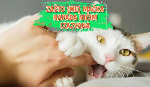 Zašto ma mačka napada ničim izazvana