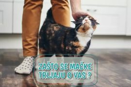 Zašto se mačke trljaju o vas