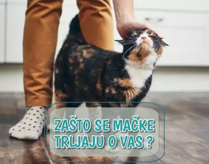Zašto se mačke trljaju o vas