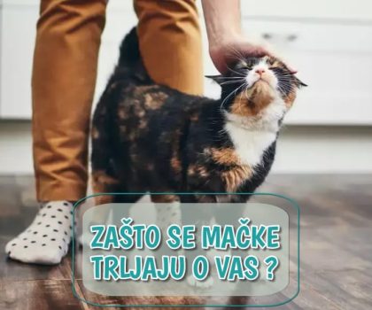 Zašto se mačke trljaju o vas