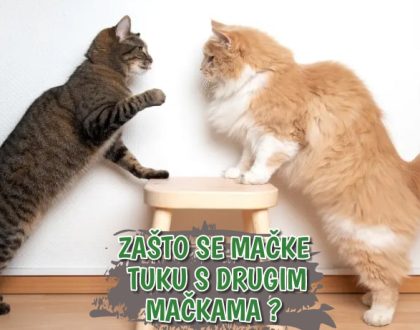Zašto se mačke tuku s drugim mačkama