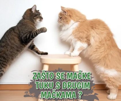 Zašto se mačke tuku s drugim mačkama