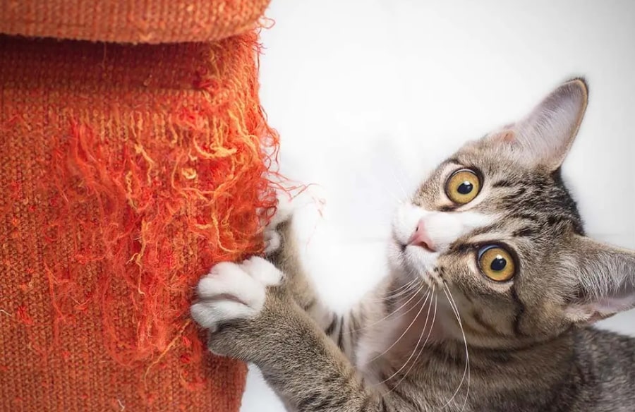 Kako spriječiti mačke da grebu kauč i drugi namještaj