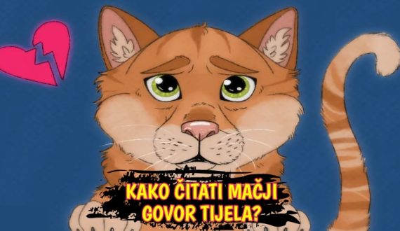 Kako čitati mačji govor tijela