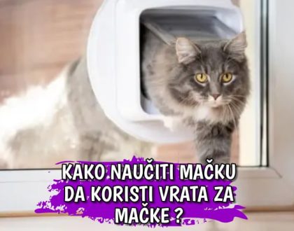 Kako naučiti mačku da koristi vrata za mačke
