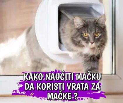 Kako naučiti mačku da koristi vrata za mačke