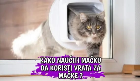 Kako naučiti mačku da koristi vrata za mačke