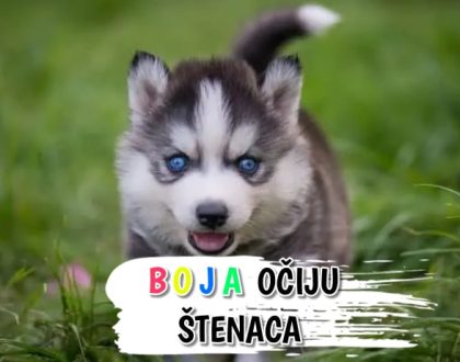 Boja očiju štenaca