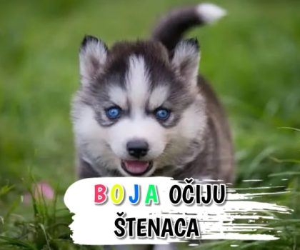 Boja očiju štenaca