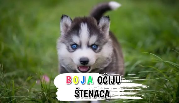 Boja očiju štenaca