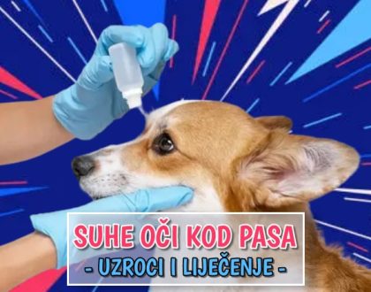 Suhe oči kod pasa