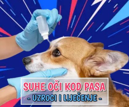 Suhe oči kod pasa