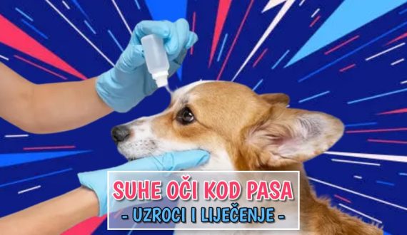 Suhe oči kod pasa