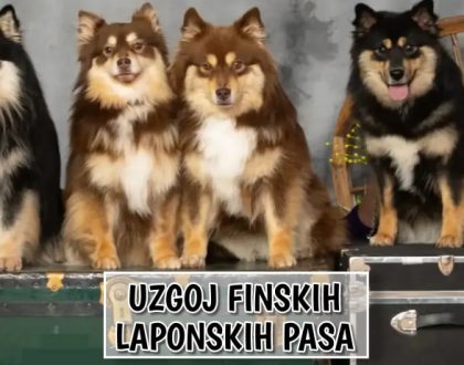 Uzgoj Finsko Laponskih Pasa