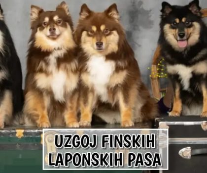 Uzgoj Finsko Laponskih Pasa