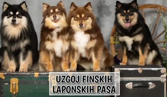 Uzgoj Finsko Laponskih Pasa