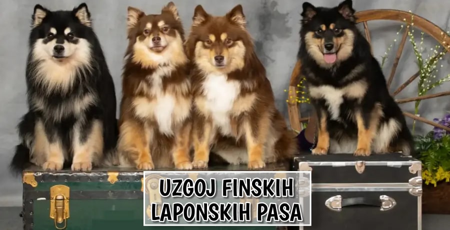 Uzgoj Finsko Laponskih Pasa