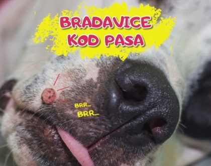 Bradavice kod pasa