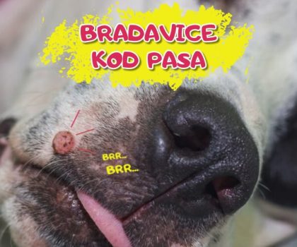 Bradavice kod pasa