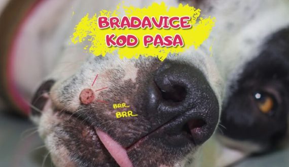 Bradavice kod pasa