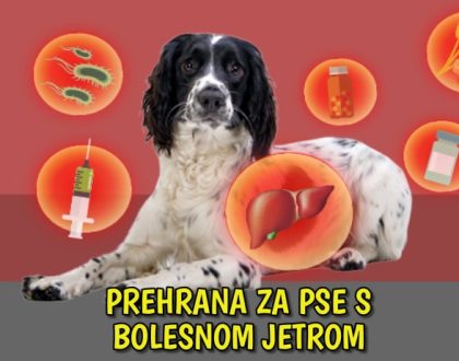 Prehrana za pse s bolesnom jetrom