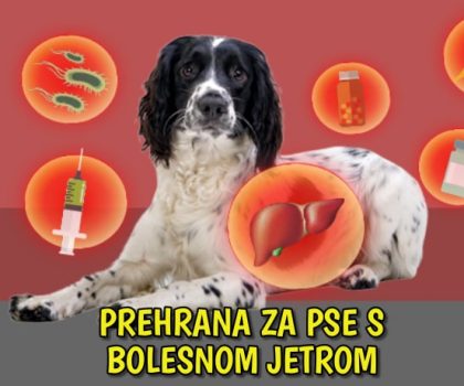 Prehrana za pse s bolesnom jetrom