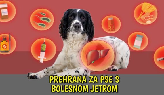Prehrana za pse s bolesnom jetrom