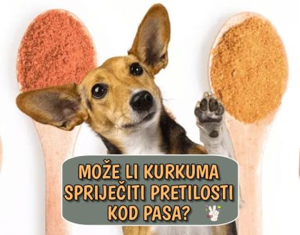 Može li kurkuma spriječiti pretilost kod pasa