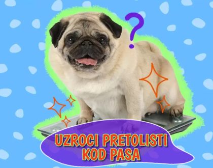 Uzroci pretilosti kod pasa