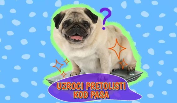 Uzroci pretilosti kod pasa