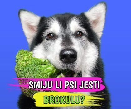 SMIJU LI PSI JESTI BROKULU