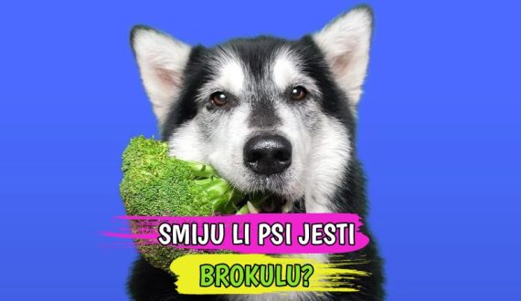 SMIJU LI PSI JESTI BROKULU