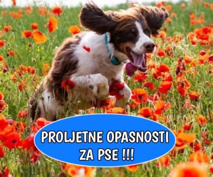 Proljetne opasnosti za pse