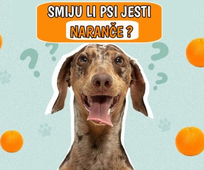 Smiju li psi jesti naranče