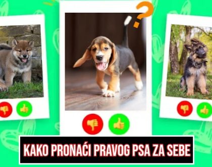 Kako pronaći pravog psa za sebe