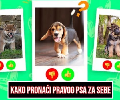 Kako pronaći pravog psa za sebe