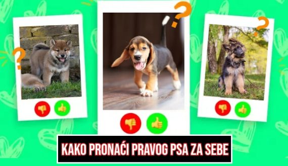 Kako pronaći pravog psa za sebe