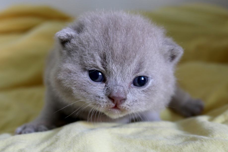 Britanski kratkodlaki mačići sa Fife rodovnicom u Zagrebu!