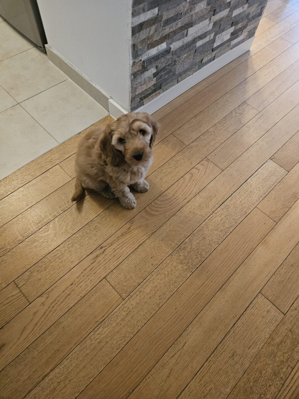 Prodajem muško štene cockapooa