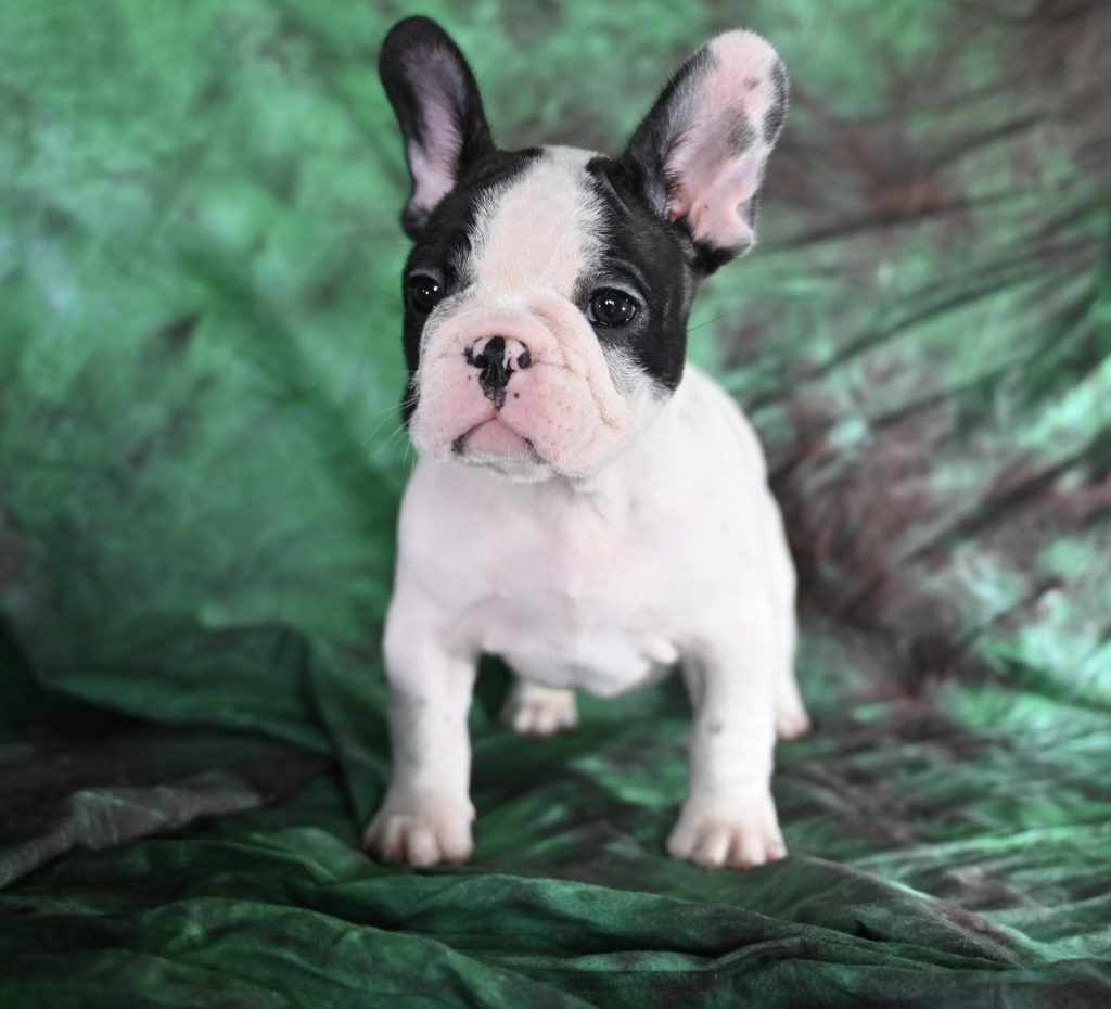 Francuski buldog, štenci