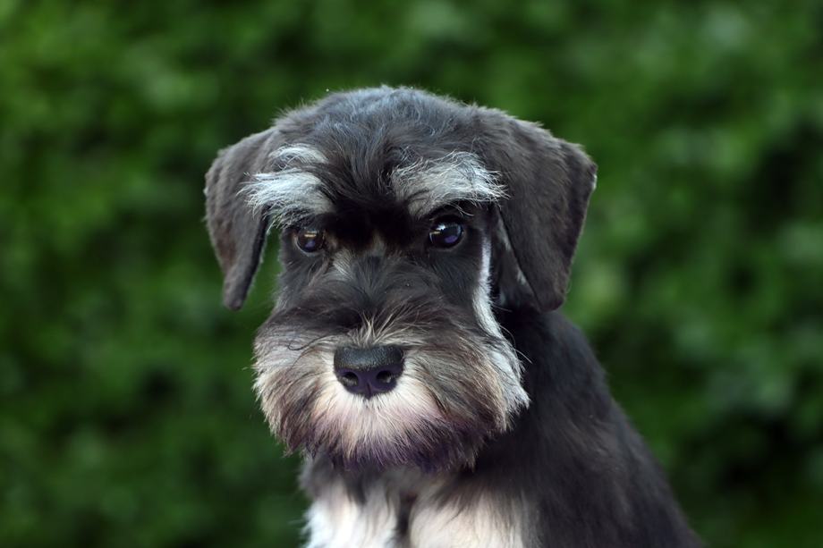 Patuljasti šnaucer crno-srebrni štenci